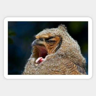 Great Horned Owlet Sticker